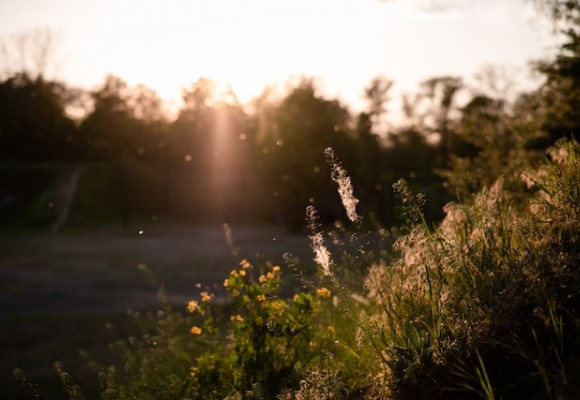 Lindern Sie saisonale Allergien in 7 Schritten